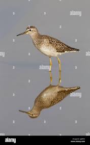 Attēlu rezultāti vaicājumam “Tringa glareola adult”