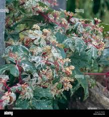 Attēlu rezultāti vaicājumam “Ampelopsis glandulosa var. brevipedunculata”