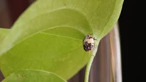 Attēlu rezultāti vaicājumam “Anthrenus sp. imago”