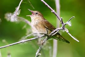 Image result for Locustella fluviatilis