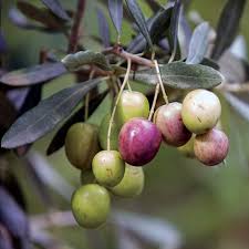 Attēlu rezultāti vaicājumam “Oligonema affine”