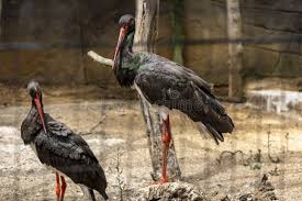 Attēlu rezultāti vaicājumam “Ciconia nigra”