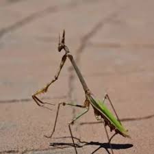 Attēlu rezultāti vaicājumam “Brachonyx pineti”