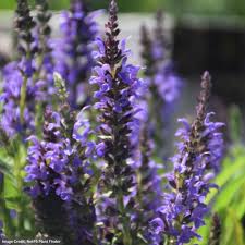 Image result for Salvia nemorosa