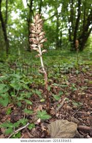 Attēlu rezultāti vaicājumam “Neottia nidus-avis fruit”