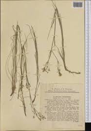 Attēlu rezultāti vaicājumam “Arenaria procera”