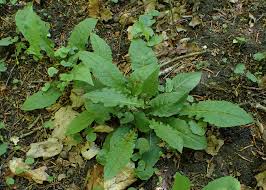 Attēlu rezultāti vaicājumam “Crepis paludosa leaf”