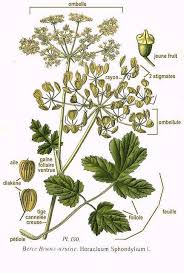 Attēlu rezultāti vaicājumam “Heracleum sphondylium subsp. sibiricum”