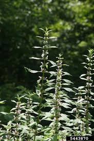 Attēlu rezultāti vaicājumam “Leonurus cardiaca”