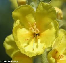 Attēlu rezultāti vaicājumam “Verbascum densiflorum bud”