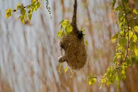 Attēlu rezultāti vaicājumam “Remiz pendulinus nest”