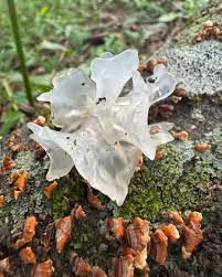 Attēlu rezultāti vaicājumam “Tremella mesenterica”