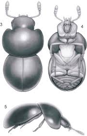 Attēlu rezultāti vaicājumam “Lycogala confusum young”