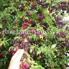 Attēlu rezultāti vaicājumam “Prunus domestica subsp. domestica”