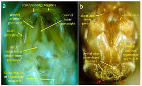 Attēlu rezultāti vaicājumam “Tipulidae male”