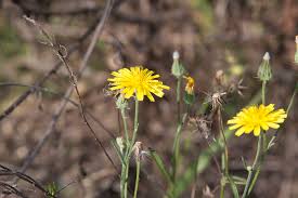 Attēlu rezultāti vaicājumam “Crepis tectorum fruit”