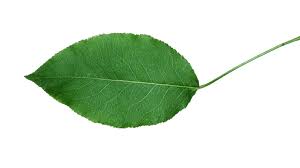 Attēlu rezultāti vaicājumam “Pyrus pyraster leaf”