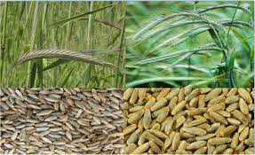 Image result for Secale cereale