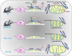 Image result for Co de Crista Chins