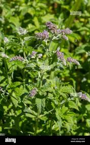 Attēlu rezultāti vaicājumam “Mentha longifolia”