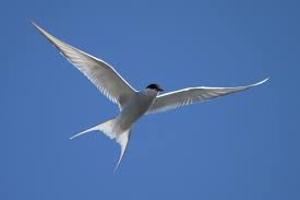 Attēlu rezultāti vaicājumam “Sterna hirundo”