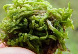 Attēlu rezultāti vaicājumam “Riccia canaliculata”