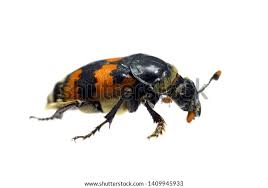 Attēlu rezultāti vaicājumam “Nicrophorus vespillo”