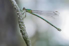 Attēlu rezultāti vaicājumam “Chalcolestes viridis”