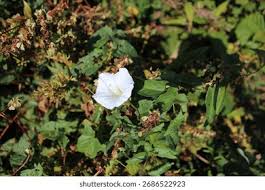 Attēlu rezultāti vaicājumam “Calystegia inflata flower”