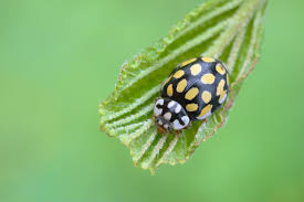 Attēlu rezultāti vaicājumam “Sospita vigintiguttata”