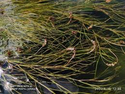 Attēlu rezultāti vaicājumam “Stuckenia filiformis flower”