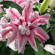 Image result for Lilie