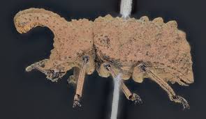 Attēlu rezultāti vaicājumam “Tenebrionidae”