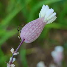 Attēlu rezultāti vaicājumam “Silene vulgaris bud”