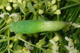 Attēlu rezultāti vaicājumam “Eulithis pyraliata”