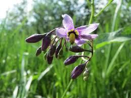 Attēlu rezultāti vaicājumam “Solanum dulcamara flower”