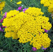 Image result for Achillea filipendulina