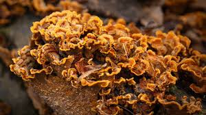 Attēlu rezultāti vaicājumam “Stereum hirsutum”