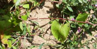 Attēlu rezultāti vaicājumam “Fallopia dumetorum leaf”