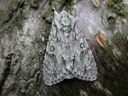 Attēlu rezultāti vaicājumam “Acronicta aceris”