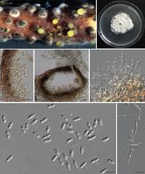Attēlu rezultāti vaicājumam “Licea castanea sessile”