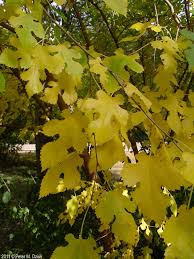 Attēlu rezultāti vaicājumam “Morus alba leaf”