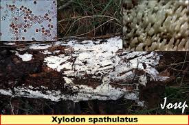 Attēlu rezultāti vaicājumam “Leucogyrophana sororia”