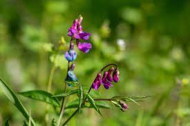 Attēlu rezultāti vaicājumam “Lathyrus vernus”