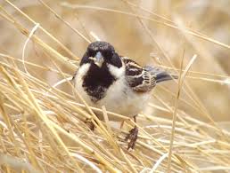 Image result for Emberiza pallasi