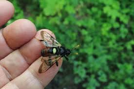 Attēlu rezultāti vaicājumam “Cimbex femoratus”