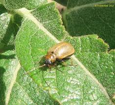 Attēlu rezultāti vaicājumam “Lochmaea caprea”