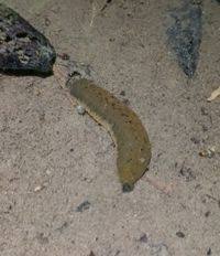 Attēlu rezultāti vaicājumam “Haemopis sanguisuga”