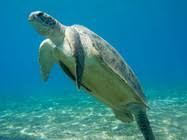 Image result for Chelonia mydas