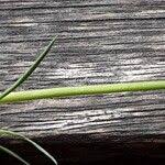 Attēlu rezultāti vaicājumam “Dianthus arenarius leaf”